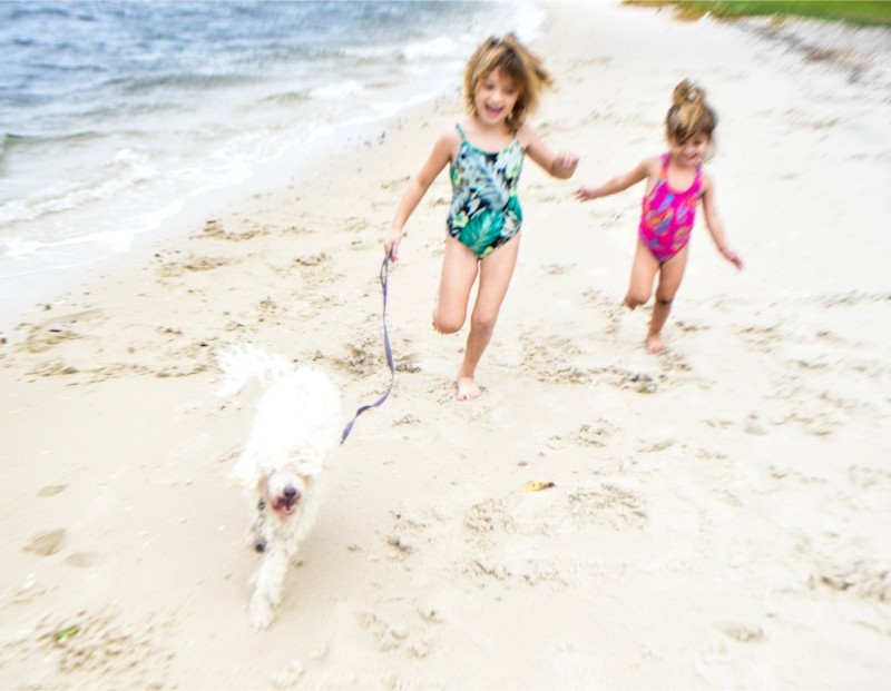 Dogs in Vilano Beach, FL